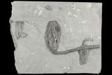 Three Crinoid Fossils ( Species) - Crawfordsville, Indiana #125924-1